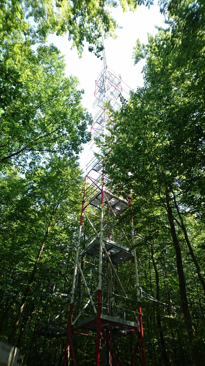 Not much light reaches the forest floor and understory signal would be greatly reduced due to dense overstory layer at the Hesse ICOS site in France for the most of the growing season. Picture taken on August 18, 2018. Author: Jan Pisek