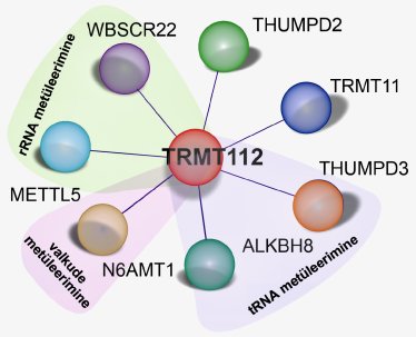 Valk TRMT112 reguleerib imetajarakkudes seitsme metüültransferaasi taset.